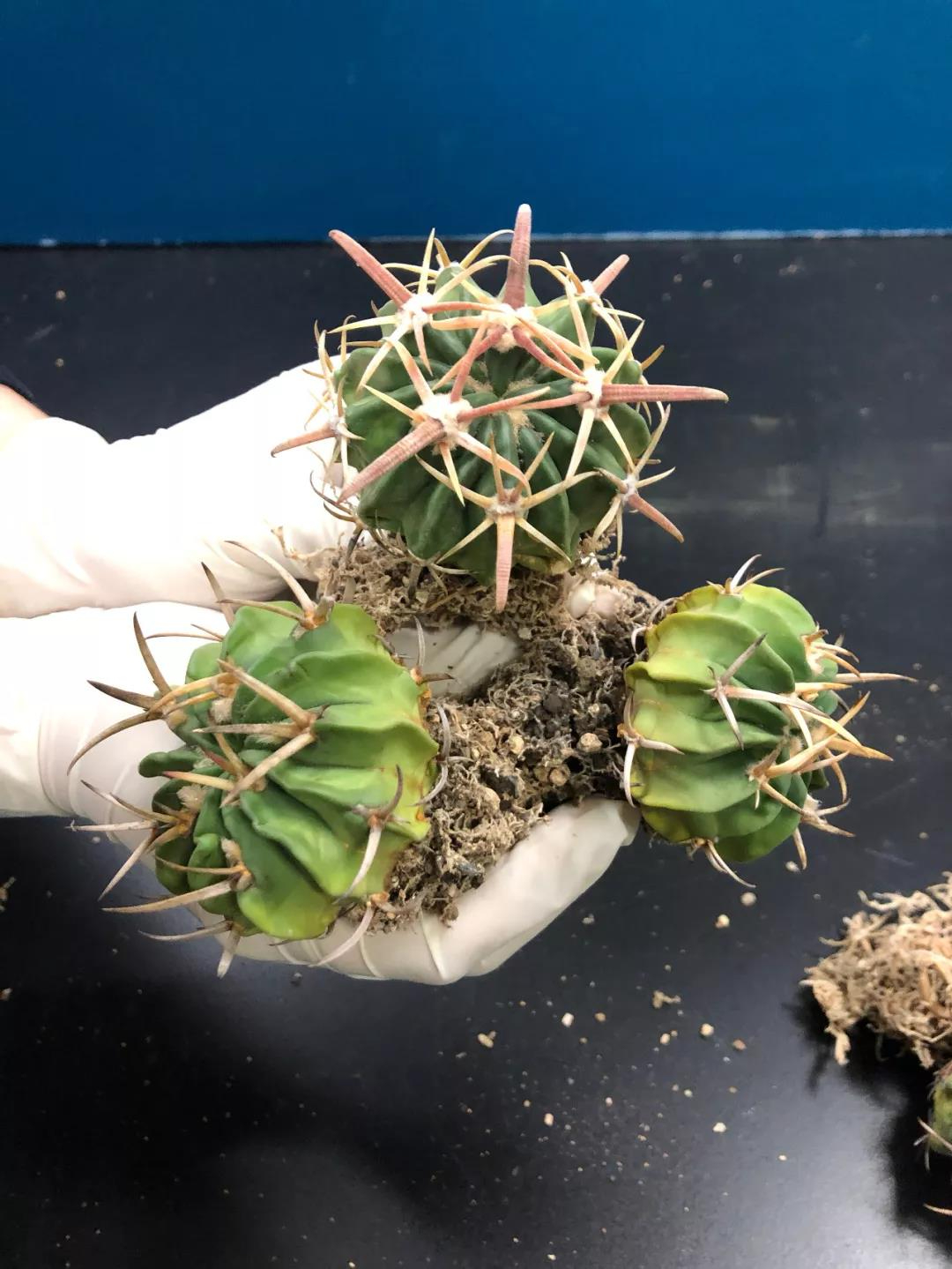 這些 “多肉” 植物不要寄進(jìn)境了，瀕危！